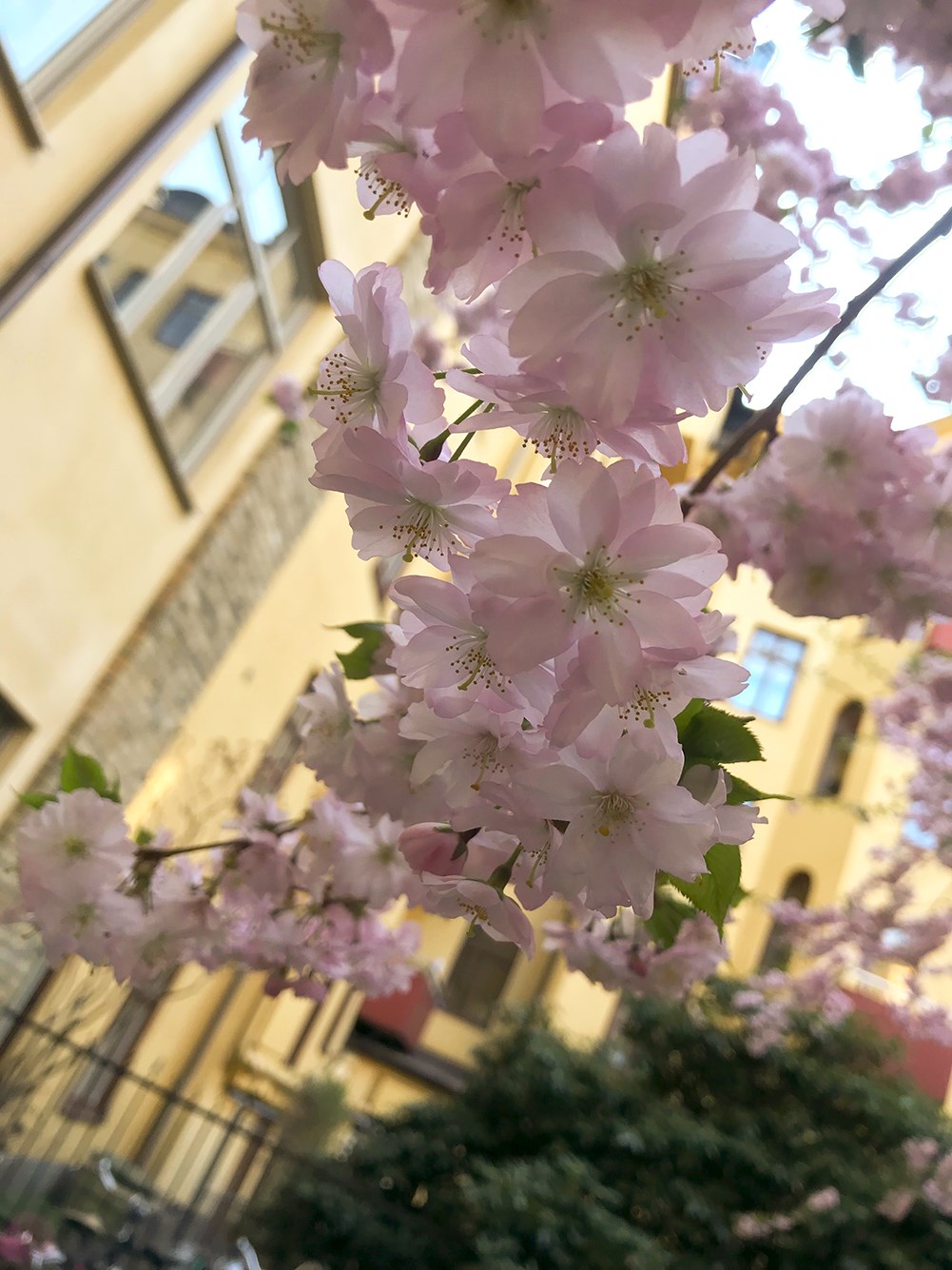 Gård med blomstrande körsbärsträd på våren Karlavägen 73, 2 tr